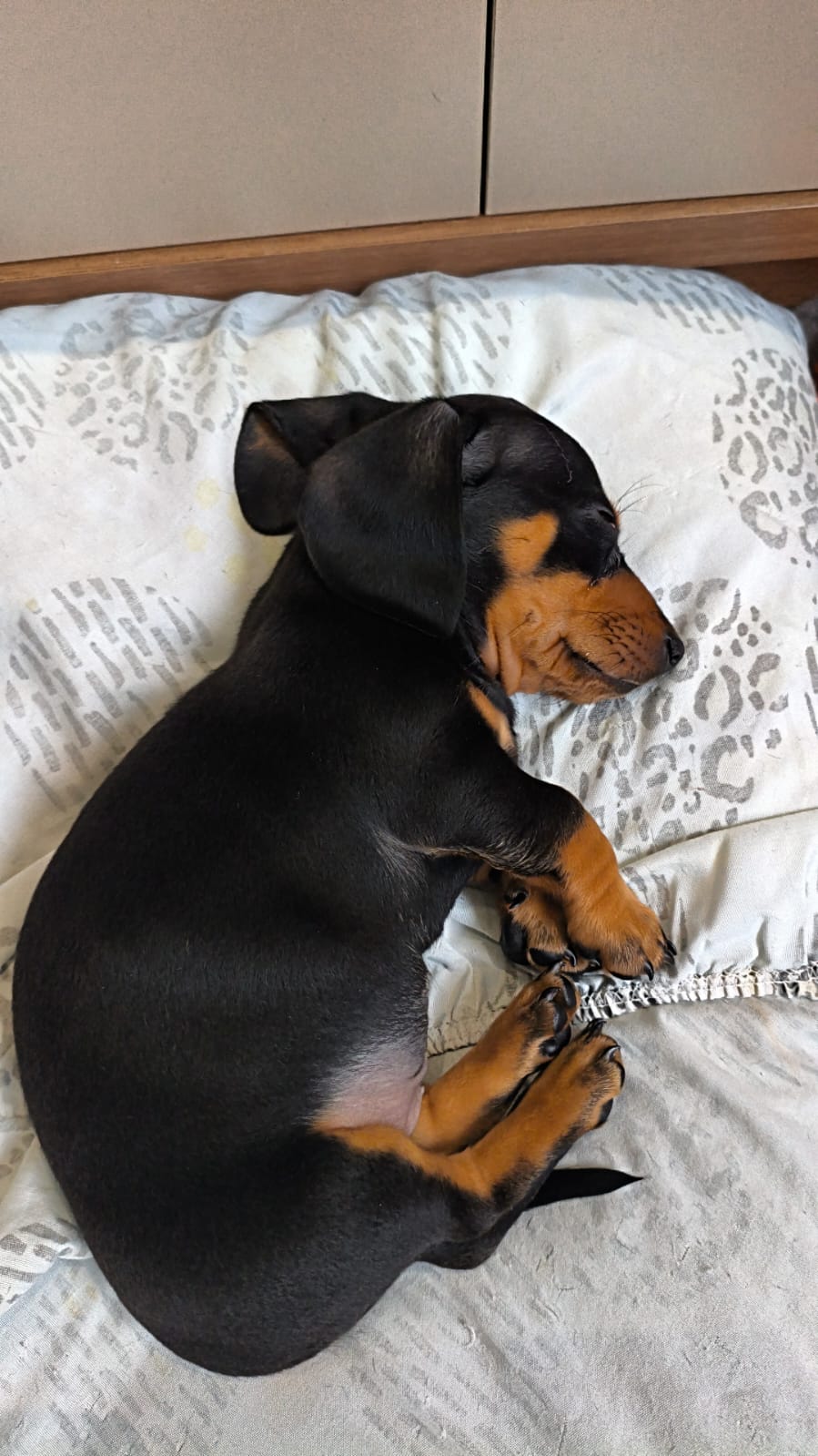 Filhote de Dachshund dormindo, pelagem preto e fogo