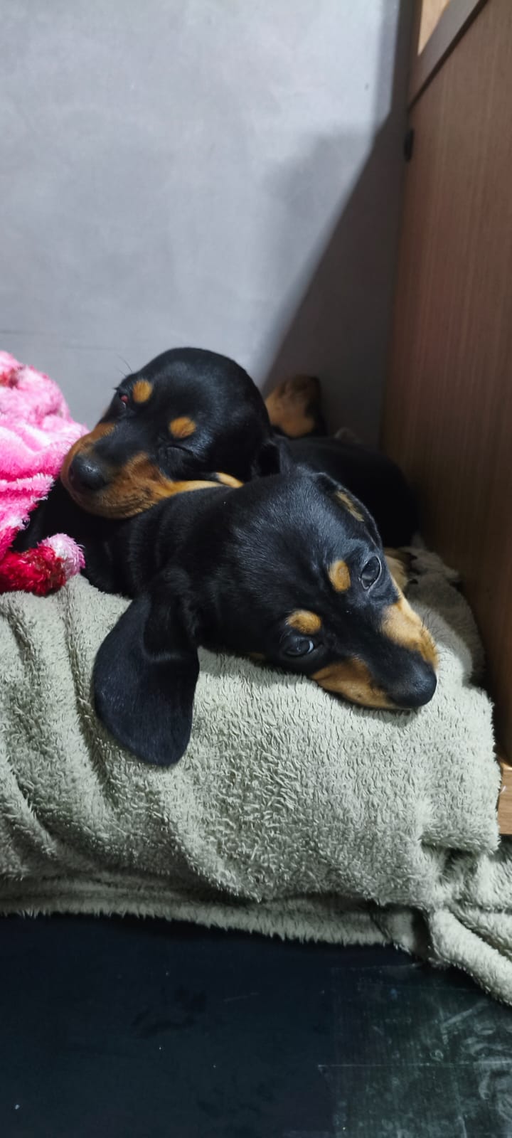 Filhote de Dachshund de perto, focinho e orelhas