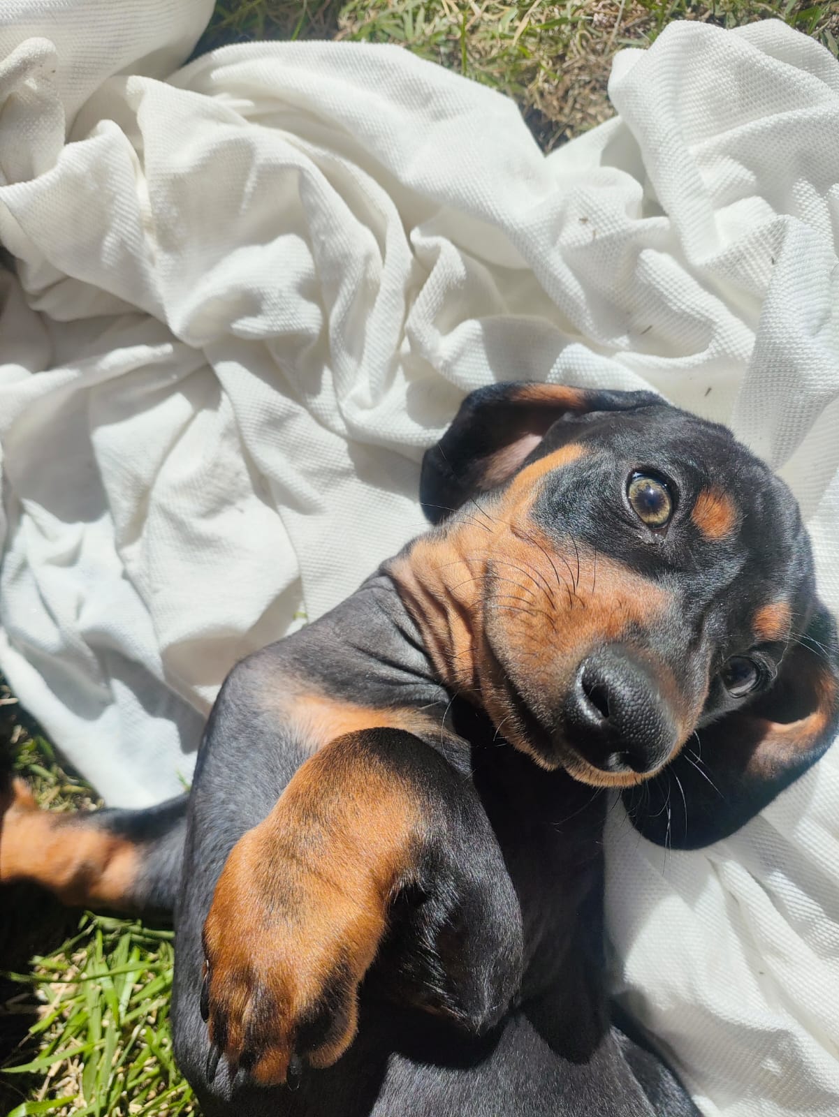 Filhotes de Dachshund brincando juntos