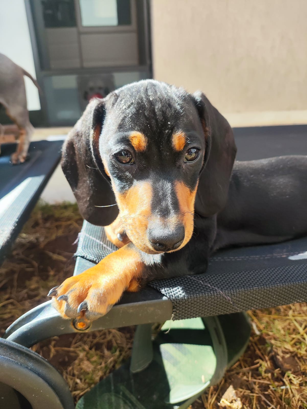 Filhote de Dachshund deitado de barriga para cima