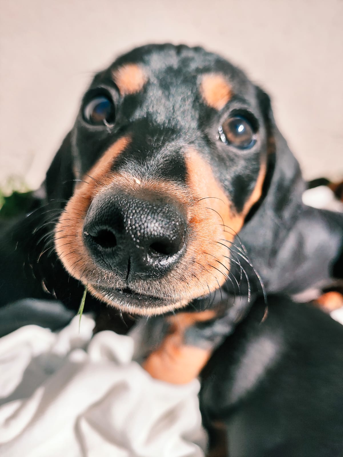 Filhotes de Dachshund aconchegados dormindo juntos